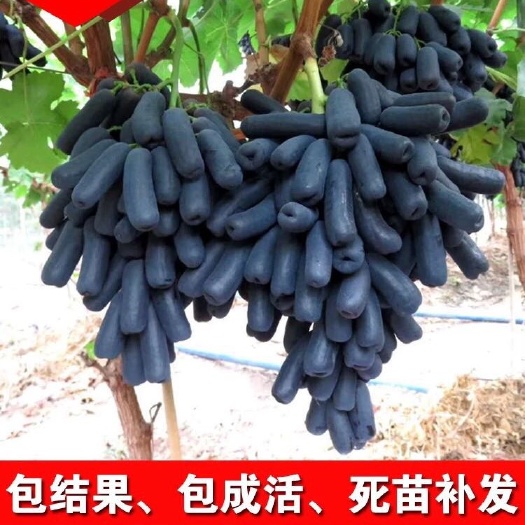 平邑县蓝宝石葡萄苗  你给进来进来看看葡萄树苗蓝宝石南北方种植盆栽地栽葡萄树苖