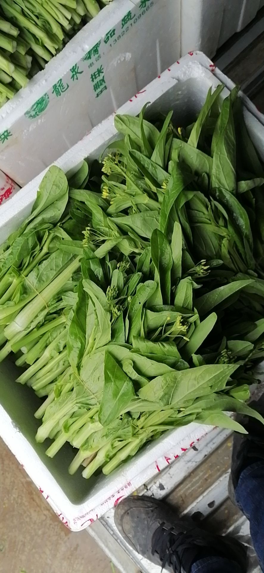 桂林菜苔，白菜苔，甜菜苔，柳叶菜苔