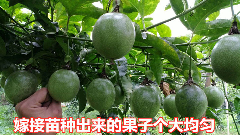 百香果苗  嫁接苗，黄金百香果苗，基地直发品质保证