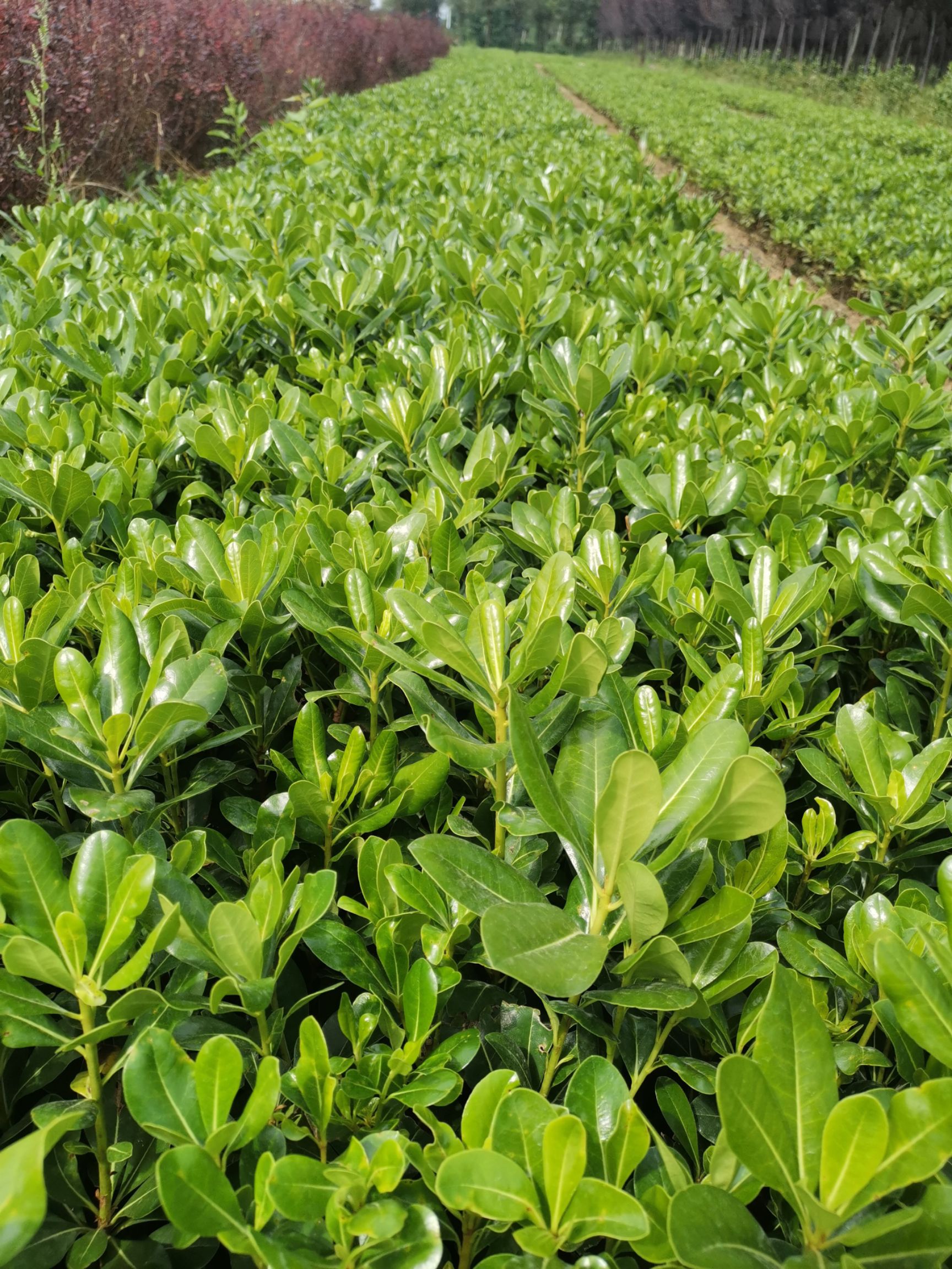 营养杯海桐  营养钵海桐苗 陕西海桐杯苗