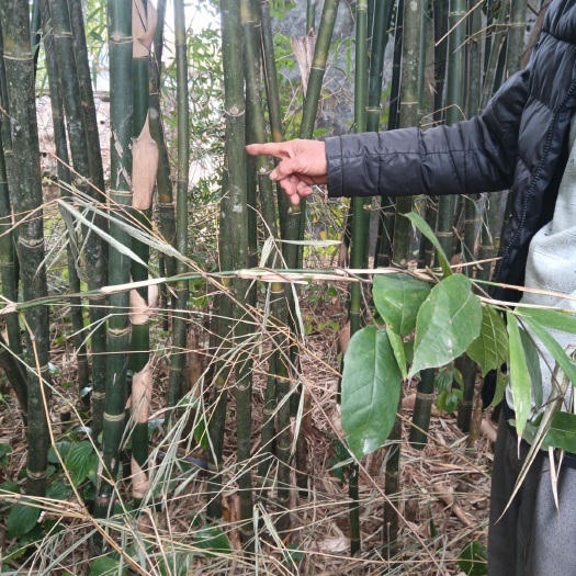 阳西县麻竹  本地人叫王竹，有兴趣可以价格商议