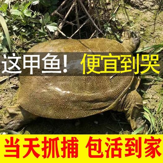 嘉兴 大甲鱼塘放养甲鱼水鱼滋补特产批发  活体包邮到家