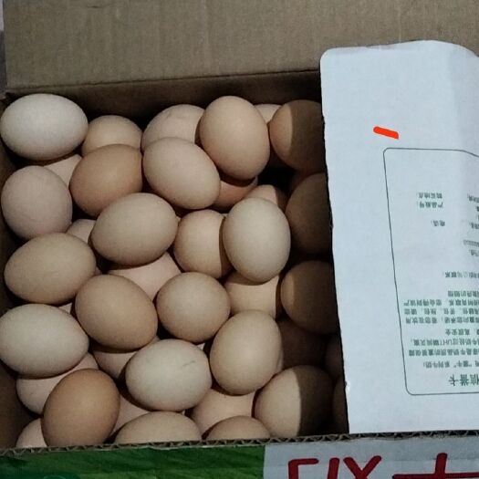 乌兰浩特长粒香 自家农产品，小鸡，鸡蛋，大鹅，大米