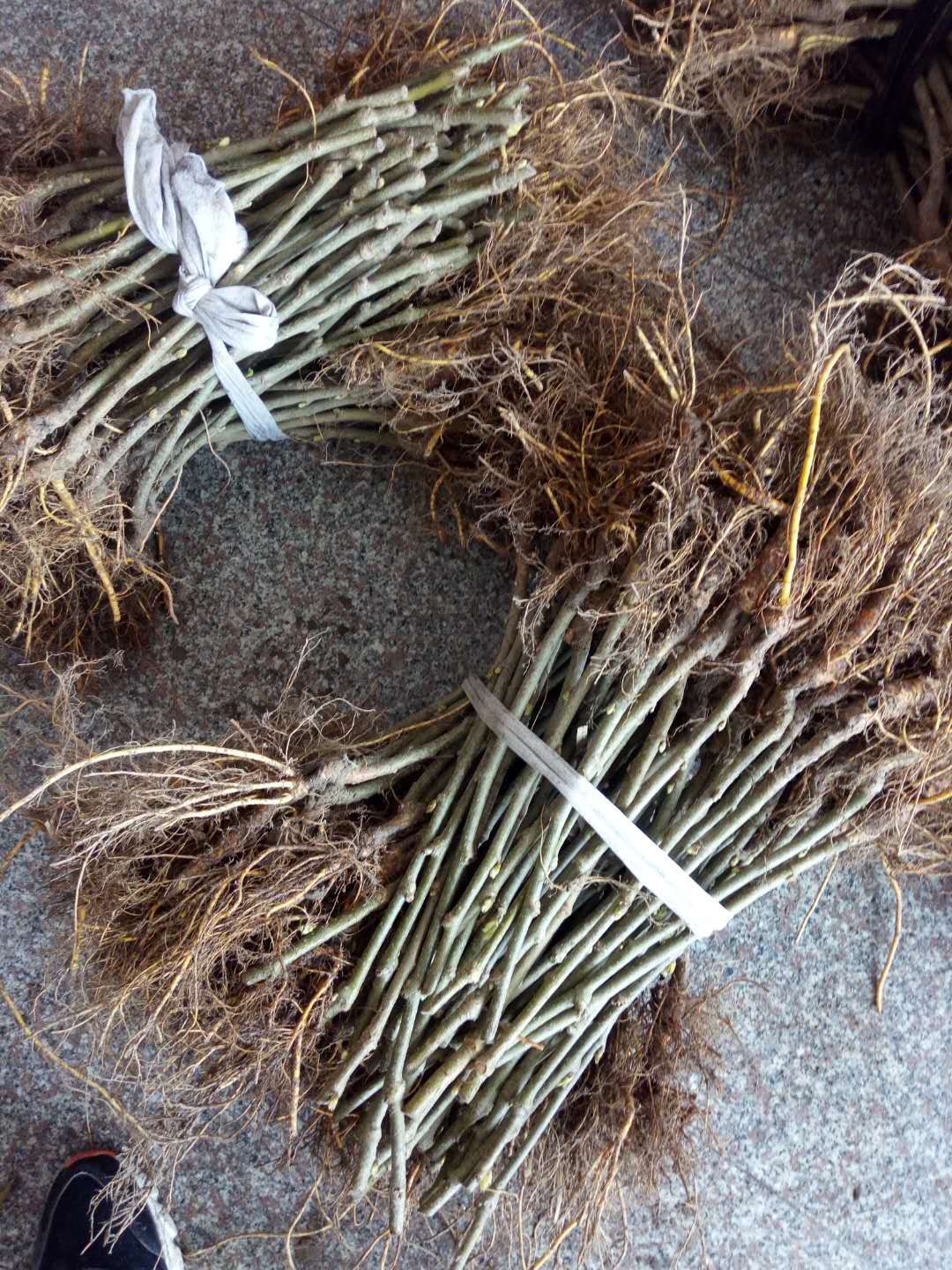 长果桑苗  当年嫁接苗