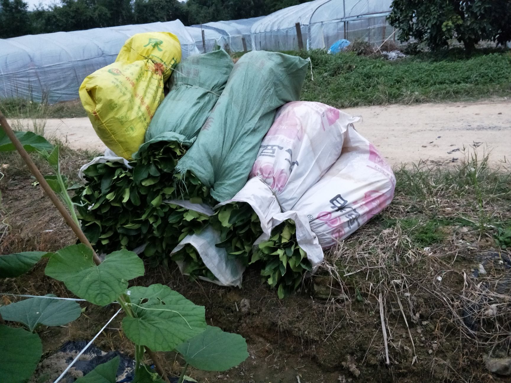 泰国红宝石柚苗  基地直供.青柚苗（泰国红宝石青柚苗）红宝石青柚苗.保证品质