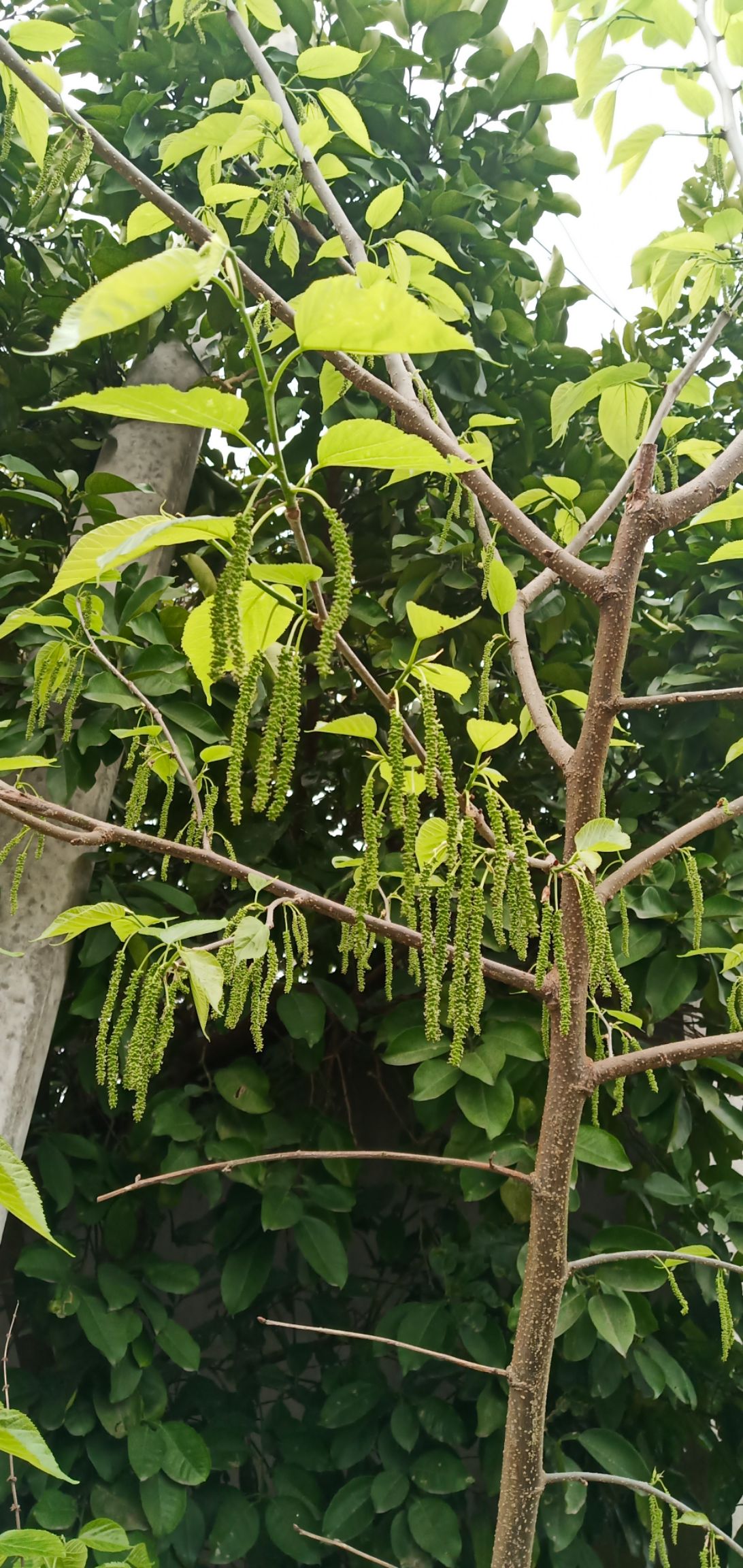 长果桑苗  当年嫁接苗