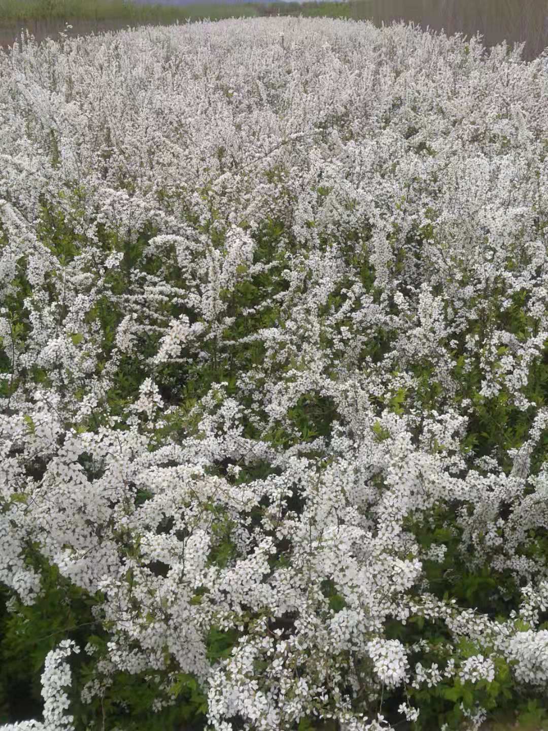 产地批发 干枝花雪柳 喷雪花鲜切花 珍珠绣线菊 雪柳水瓶插花