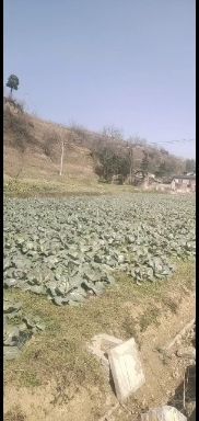 毕节京丰一号甘蓝 2.5~3.0斤 