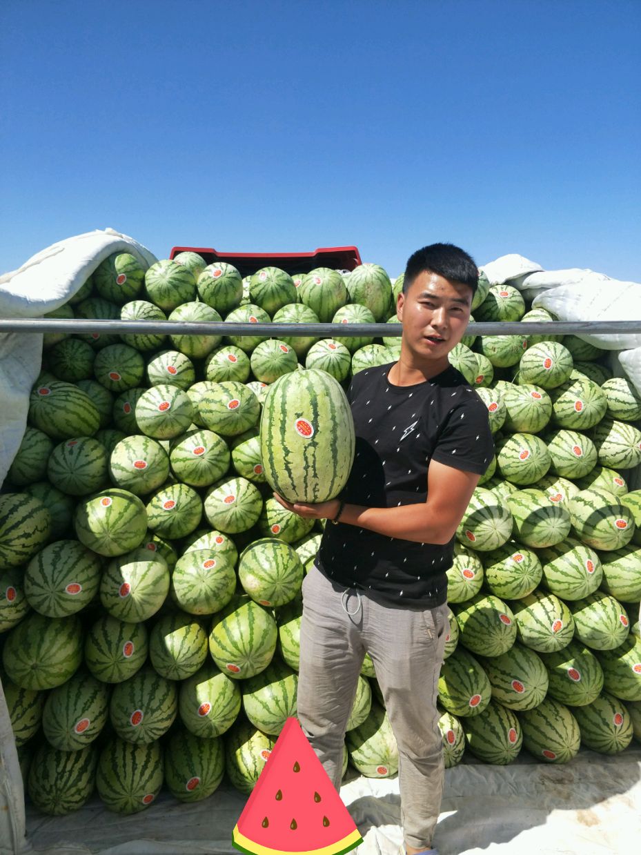金城5号  新疆西瓜、新疆金城5号、质量保证，果大味甜