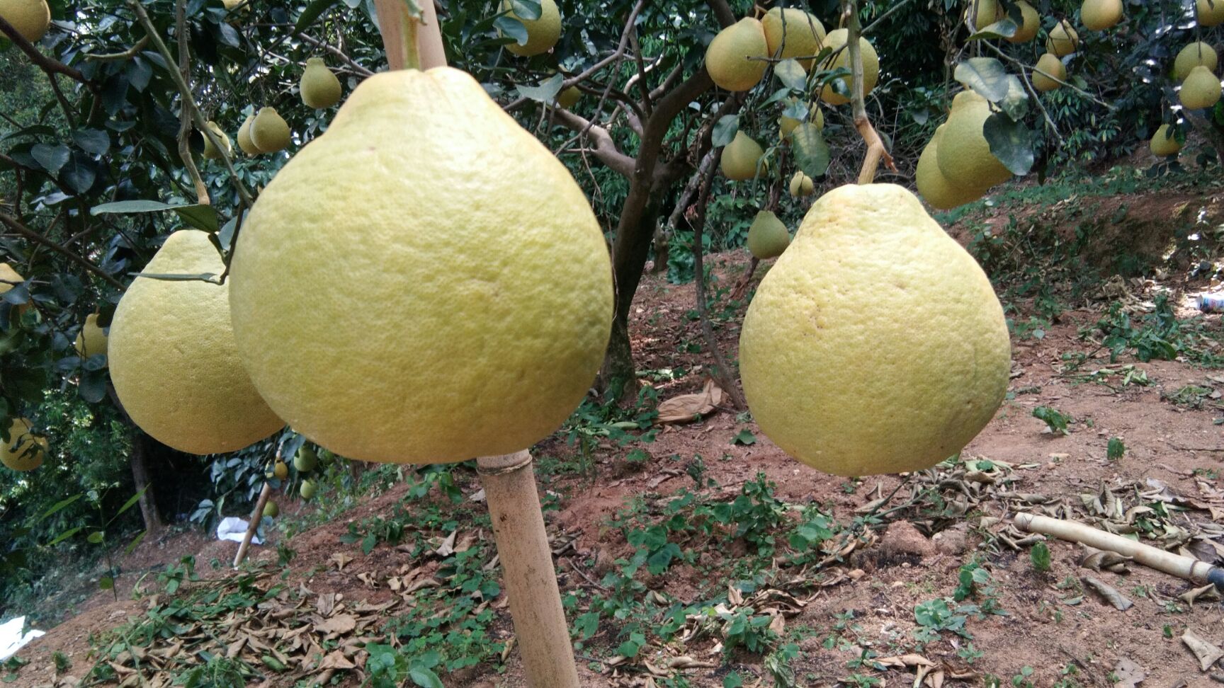  正宗容县自良沙田柚