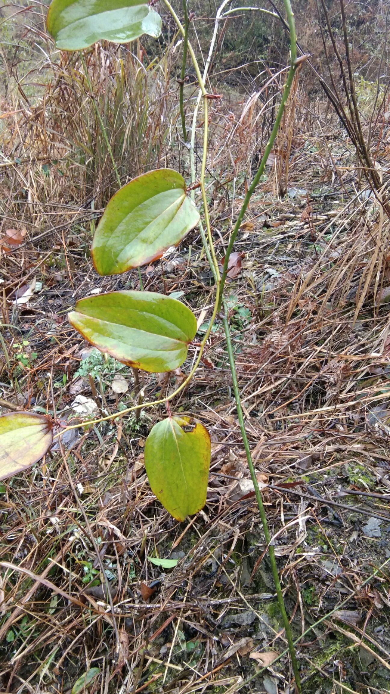 茯苓