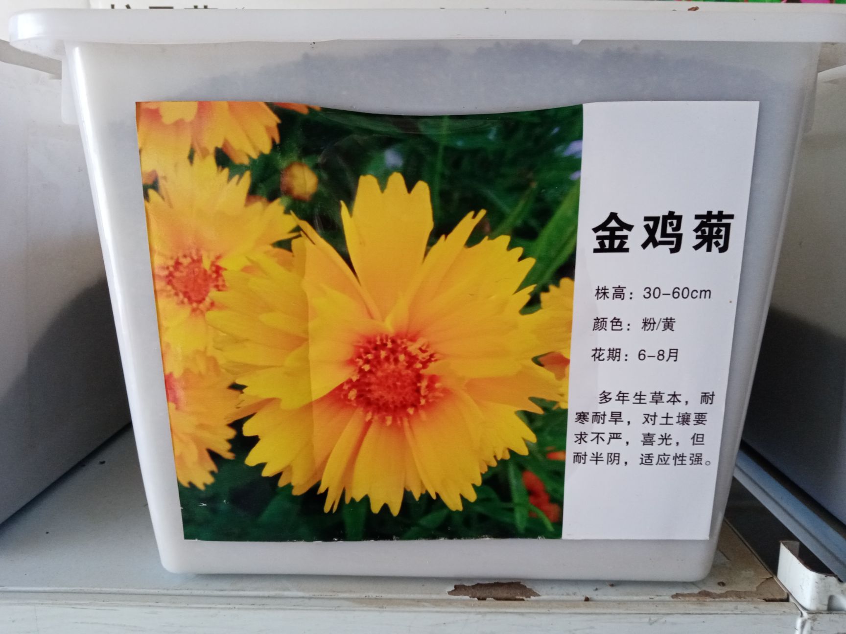 金鸡菊种子 工程专用绿化花卉种子