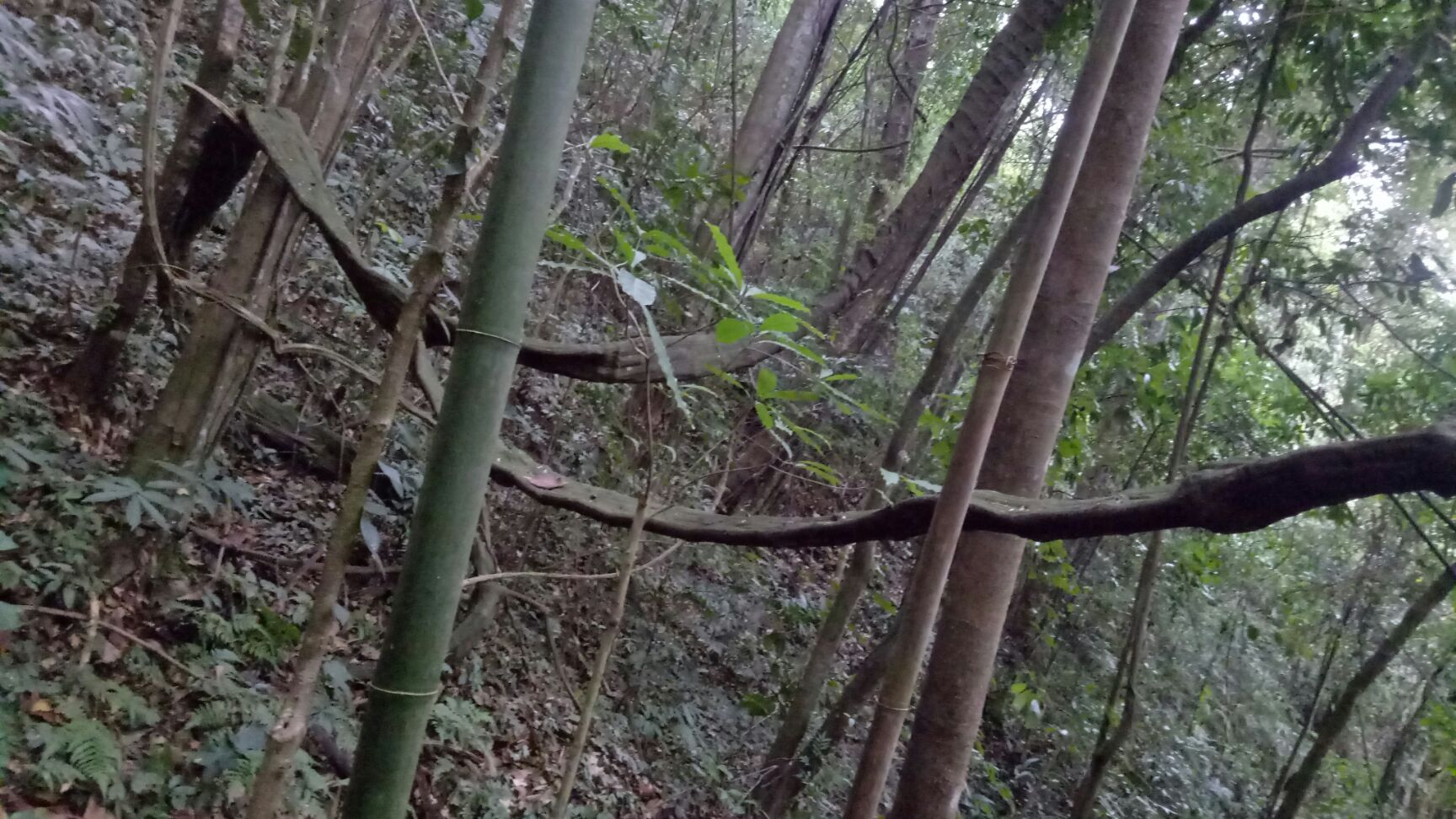扁藤中药材，一手货原，现砍鲜货