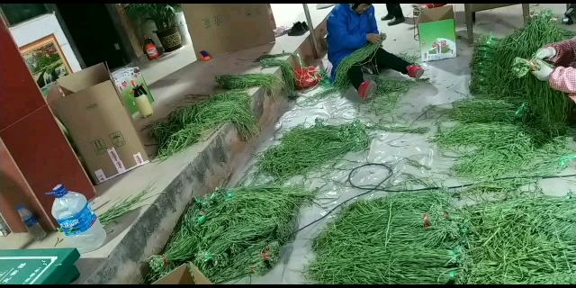 贡菜  一级