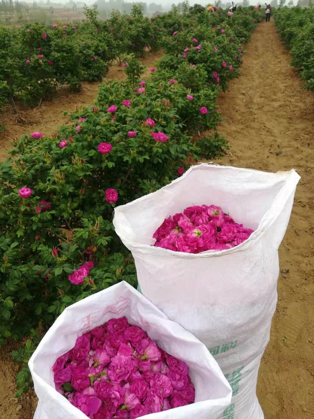 食用玫瑰丰花一号  食用玫瑰花苗丰花一号基地供应 量大从优