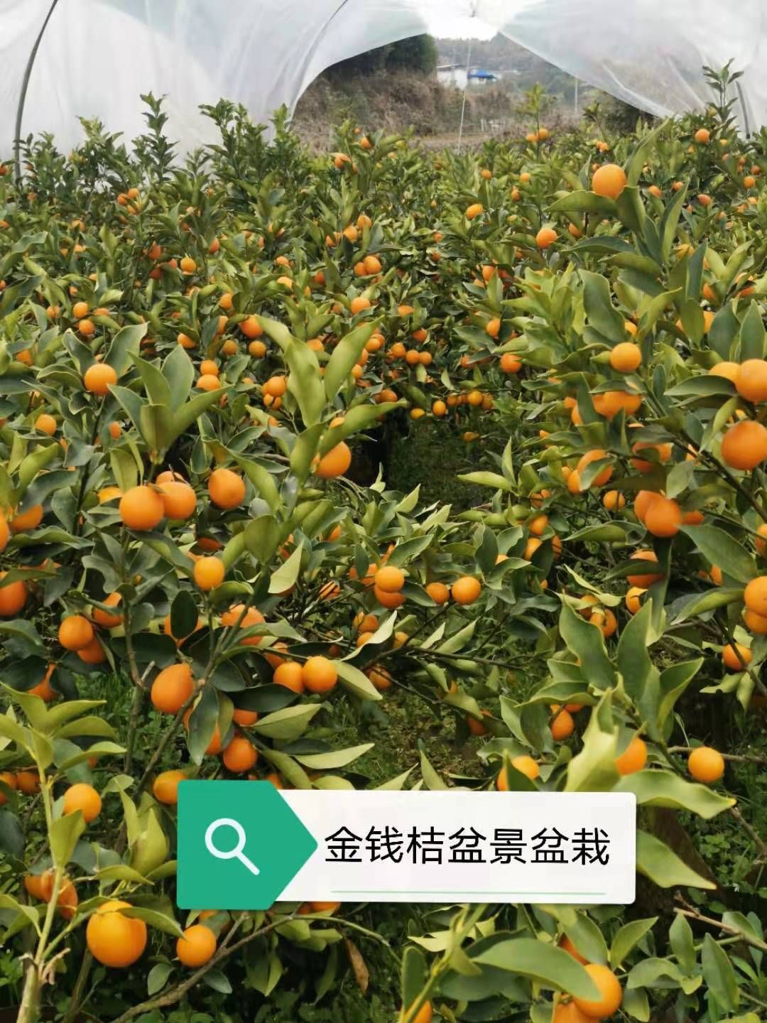 油皮金桔苗 金钱桔盆栽，盆栽，观赏及食用一体，口感甜蜜干脆，