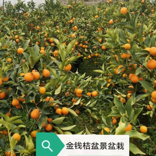 阳朔县油皮金桔苗 金钱桔盆栽，盆栽，观赏及食用一体，口感甜蜜干脆，