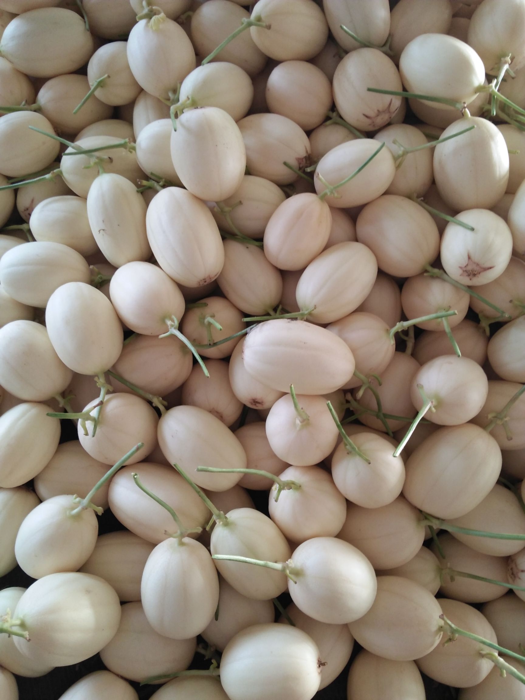 东方蜜甜瓜  小果，成熟度8层