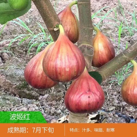 波姬紅無花果苗  當(dāng)年結(jié)果產(chǎn)量大現(xiàn)挖發(fā)貨