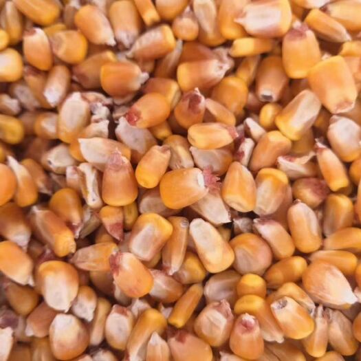 达拉特旗干玉米 净货 水份＜14% 