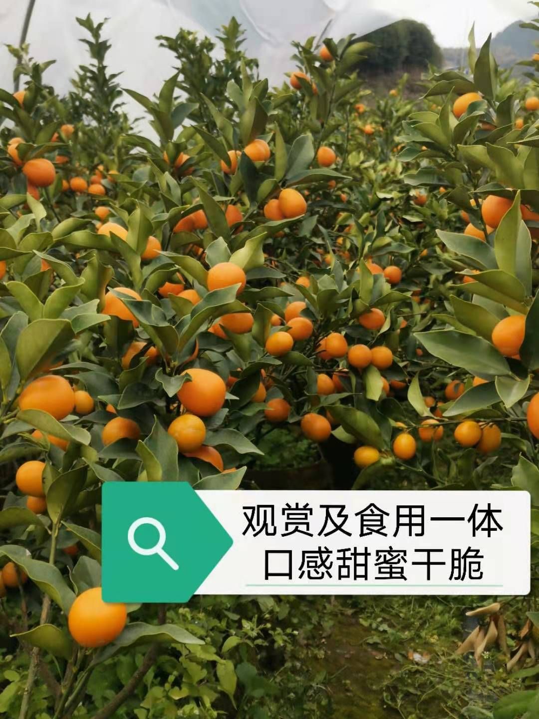 油皮金桔苗 金钱桔盆栽，盆栽，观赏及食用一体，口感甜蜜干脆，