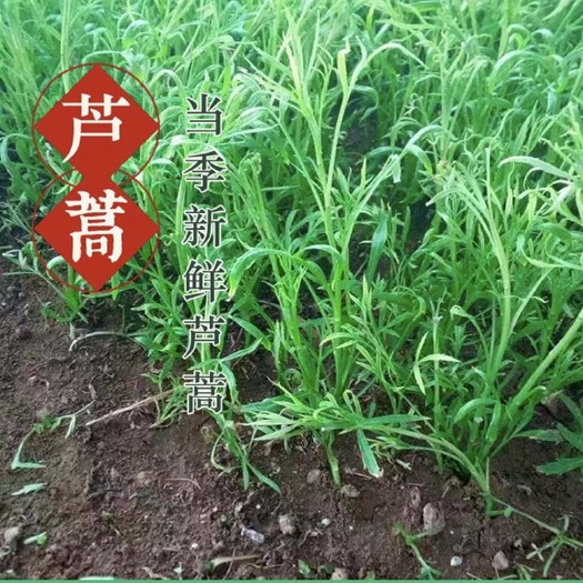 泗阳县藜蒿  新鲜芦蒿   质量保证  价格优美