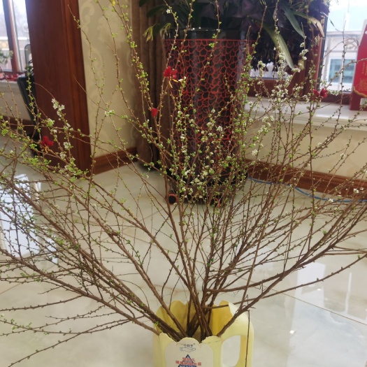 开原市产地批发 干枝花雪柳 喷雪花鲜切花 珍珠绣线菊 雪柳水瓶插花