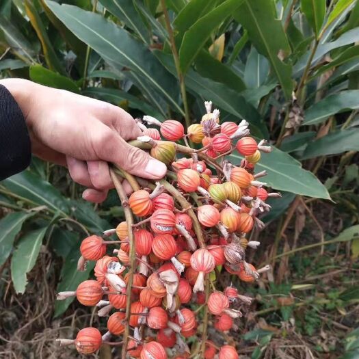 重庆市砂仁苗 砂仁种根 草果豆蔻艳山姜佐料调料树种苗