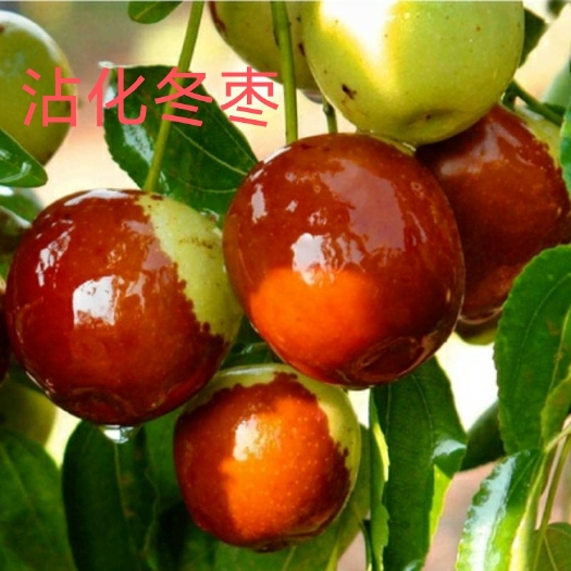 平邑县冬枣树苗 优质嫁接苗 产量高果子甜 现在挖现发南北方可种植