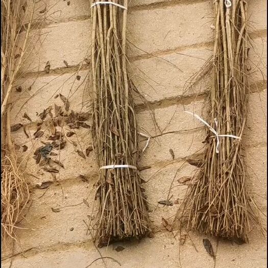 荥阳市红心软籽石榴树苗，一年苗，免费提供种植技术