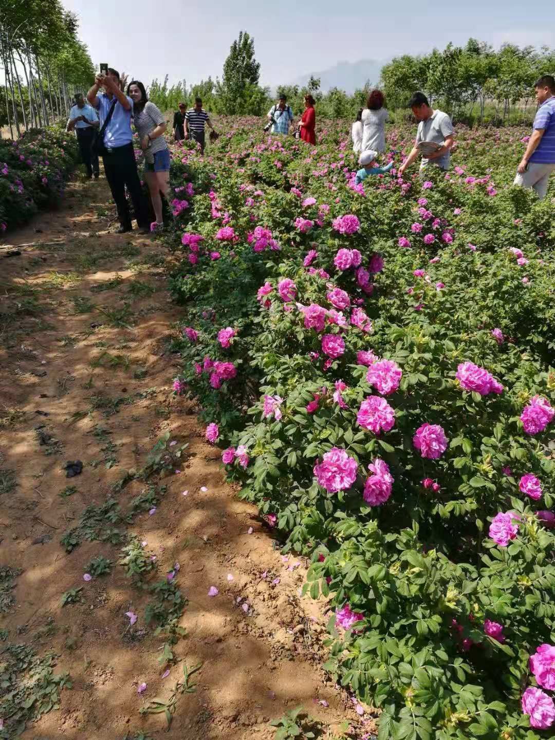 食用玫瑰丰花一号  食用玫瑰花苗丰花一号基地供应 量大从优