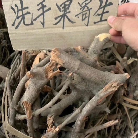 洗手果寄生，又叫木患子、无患子寄生
