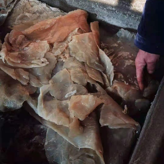 丹东 海蜇