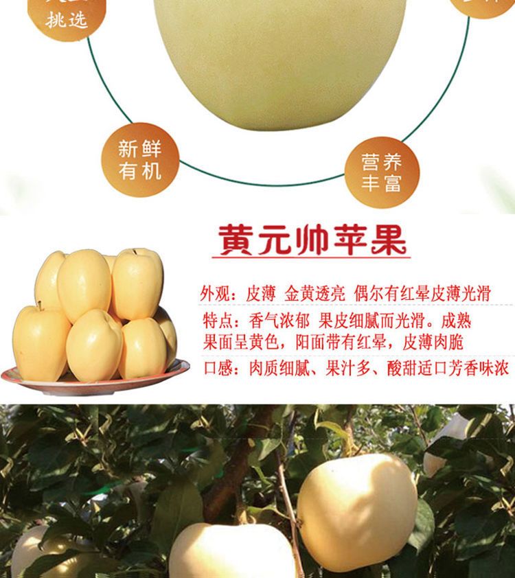 黄元帅苹果  黄元帅奶油苹果新鲜刮泥香甜粉面黄香蕉苹果包邮