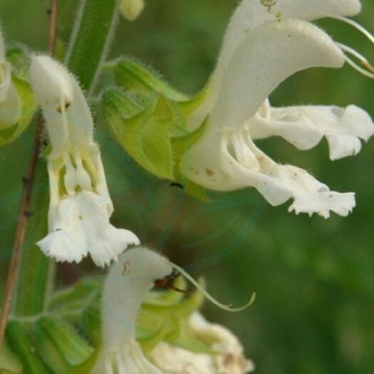 临朐县沂山白花丹参 山东特产，沂山养生白花丹参茶