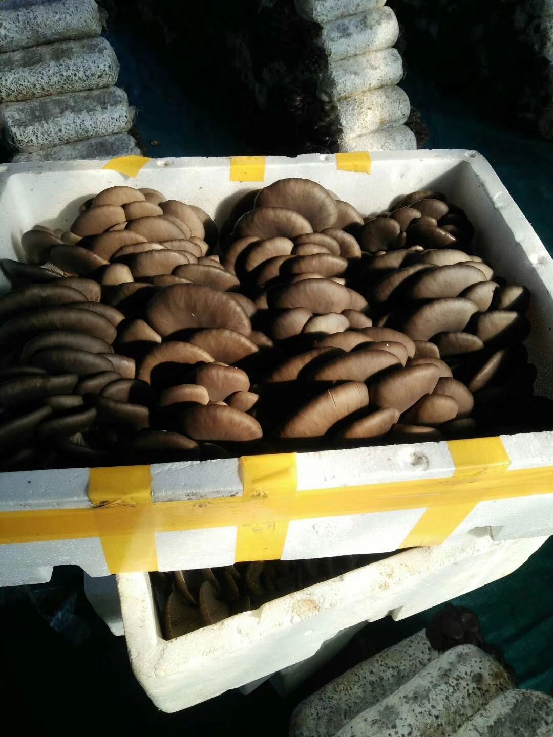 鲜平菇批发，黑平菇，河北种植基地直接供货！