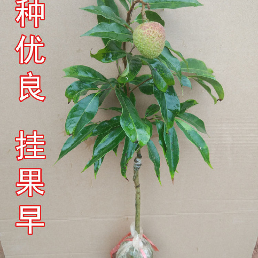 灵山县广东桂味荔枝苗嫁接苗南方种植庭院盆栽地种妃子笑无核荔枝果树苗