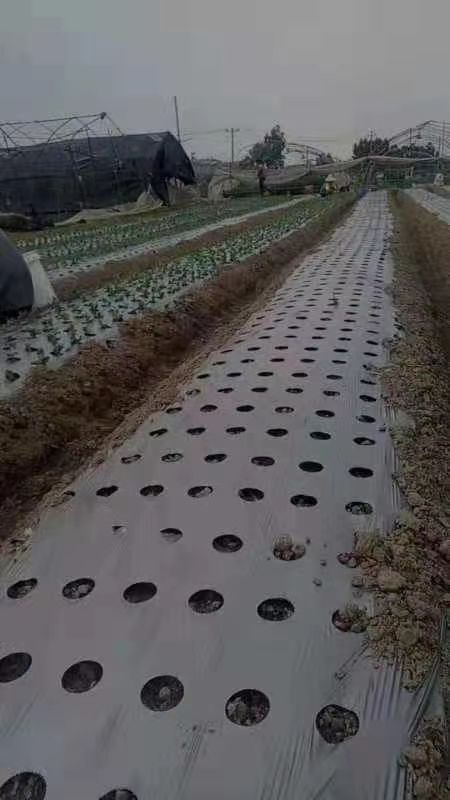 青州市 打孔地膜，打孔防草布，