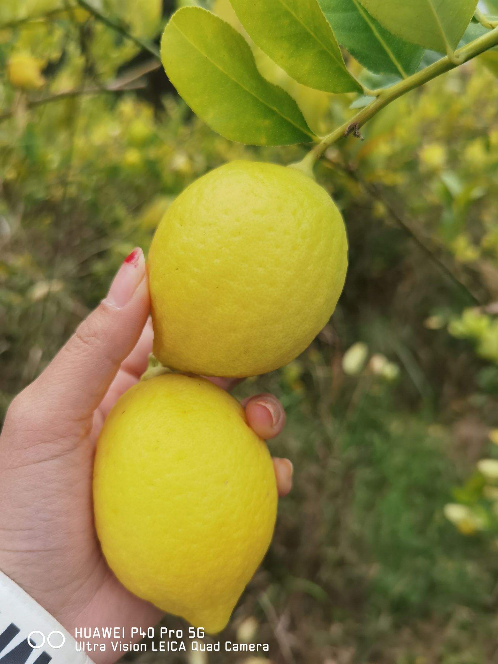 广东香水柠檬青果青黄果皮薄老树果，香味浓郁，产地直发价格便宜