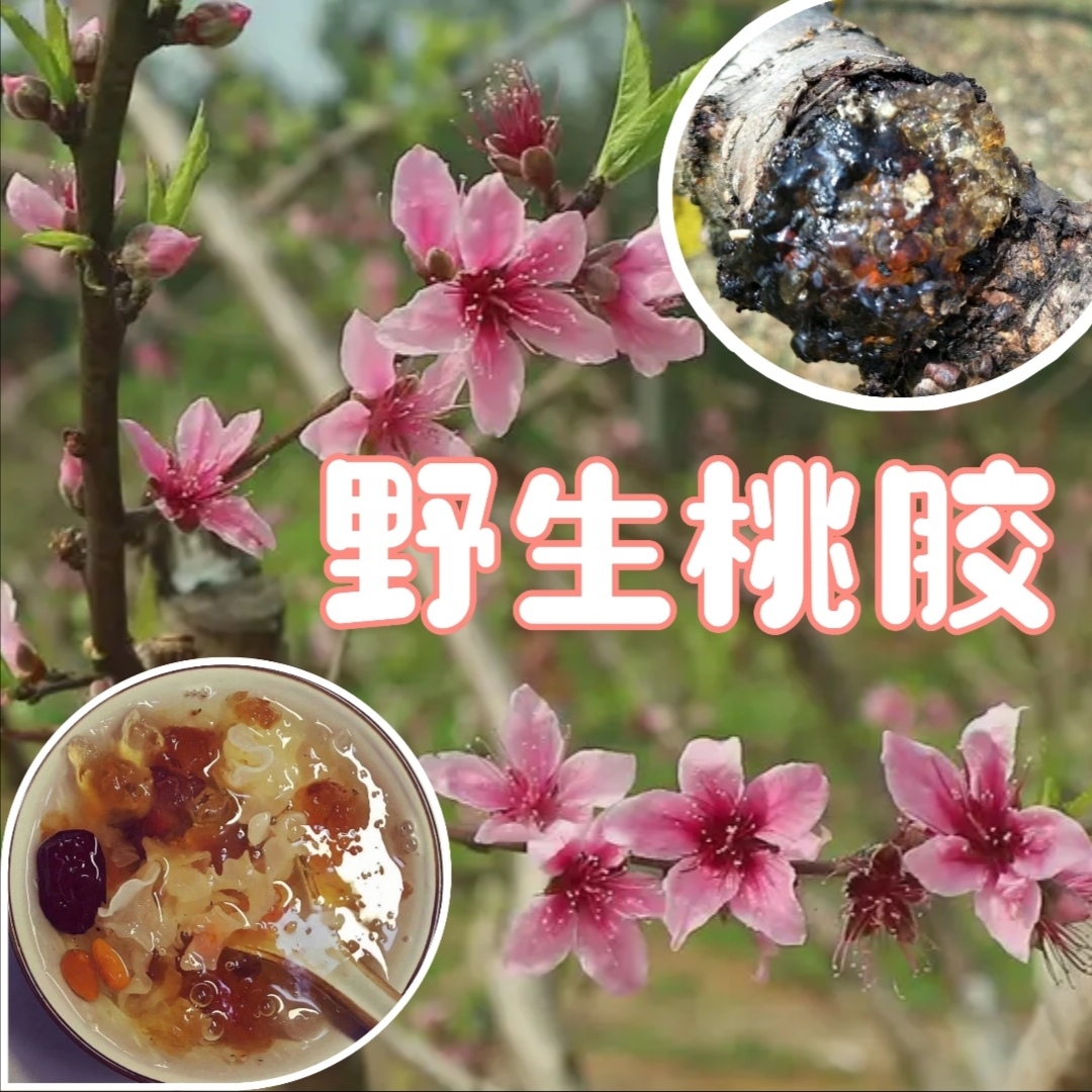 连州市广东省粤北山区鹰嘴桃树桃胶