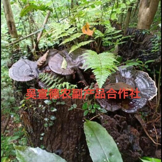 深山老林靈芝 越南老撾紫靈芝 云南西藏海南黑靈芝 林下靈芝