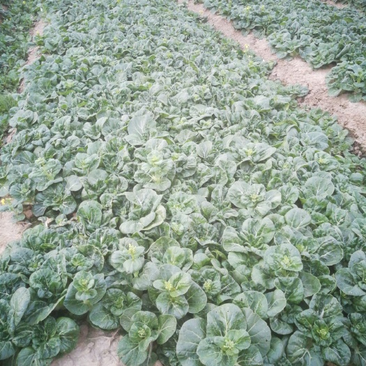 广州 奶白菜，量多又实惠