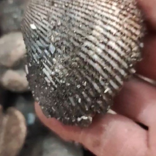 鲜活赤贝