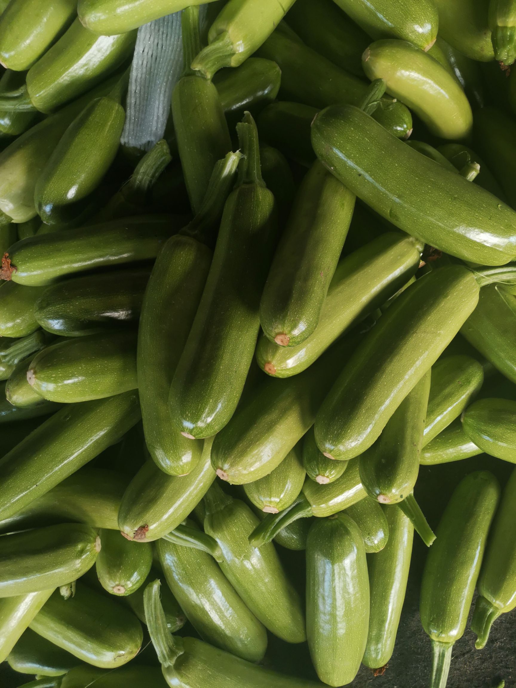 绿皮西葫芦 蔬菜基地:大量供应优质西葫芦.