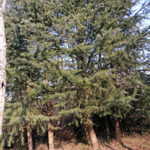 广元直叶雪松  雪松，二十年树龄