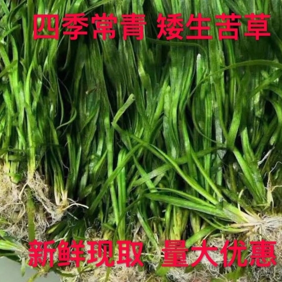 苦草四季青短叶矮生苦草小龙虾蟹养殖工程净化水质专用水草