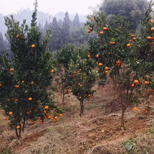 筠连县黄金柑  海灯晚芦