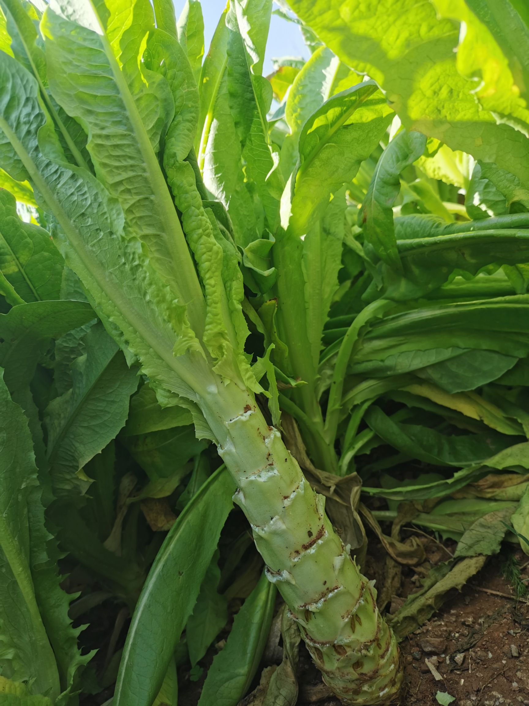 青叶莴笋 彩云之南青笋大量批发，质量保障，量大从优。
