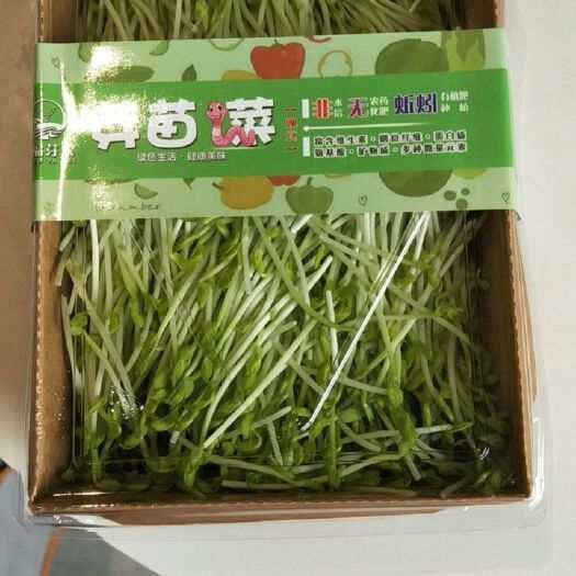 海口海南海口火山口芽苗菜豌豆苗