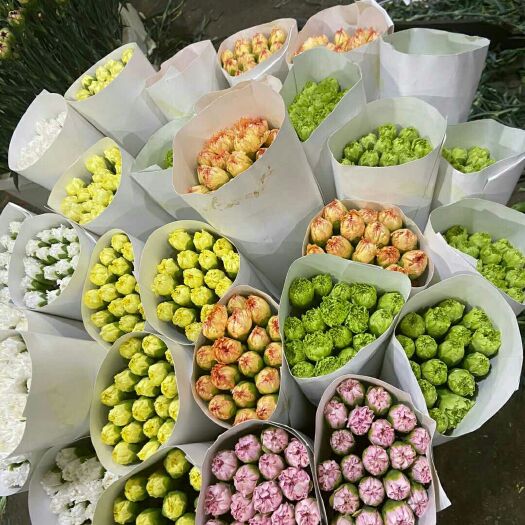 青岛康乃馨切花  康乃馨鲜花云南鲜花基地直发